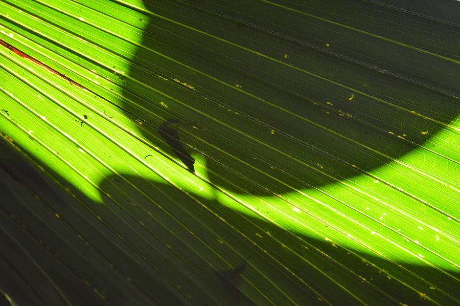 Verdant Leaf Photograph by Curtis Krusie