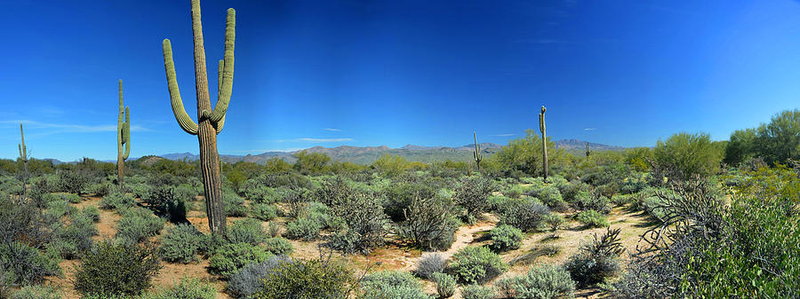 Verde Valley Saguaro Panorama February 12 2015 Photograph by Brian Lockett