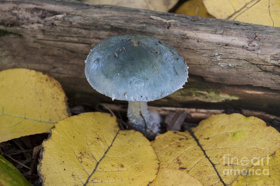 Mushroom Photograph - Verdigris Agaric by David Hosking/FLPA