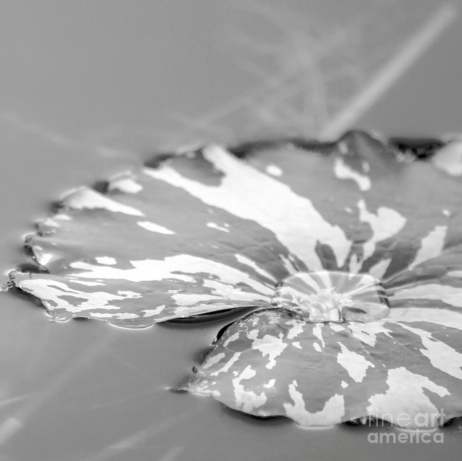 Verigated Water Lily Pad Photograph by Sabrina L Ryan
