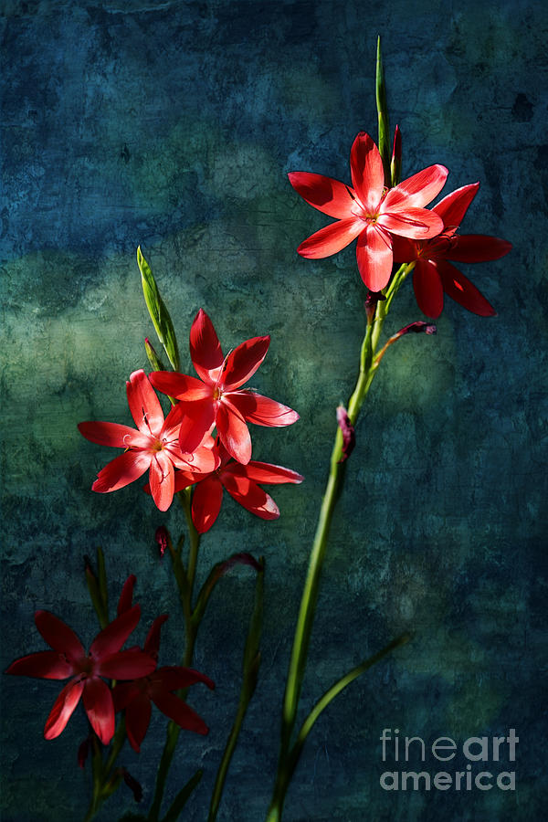 Vermilion Flowers Photograph by Belinda Greb