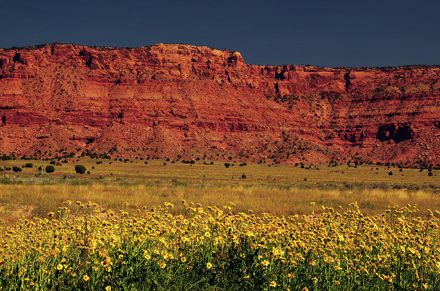 Flower Photograph - Vermillion Cliffs And Field Of Yellow by Michel Hersen