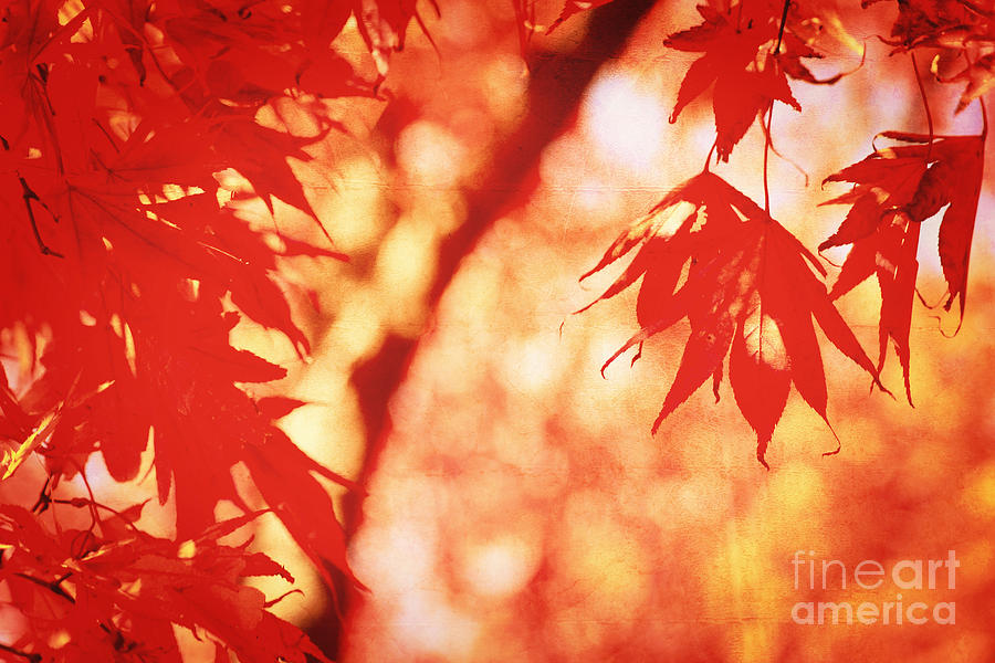 Vermillion Maple Leaves with Vintage Touch Photograph by Beverly Claire Kaiya