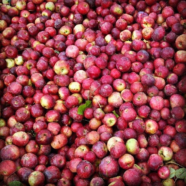 Nature Photograph - Vermont Apple Harvest by Rachel Waters