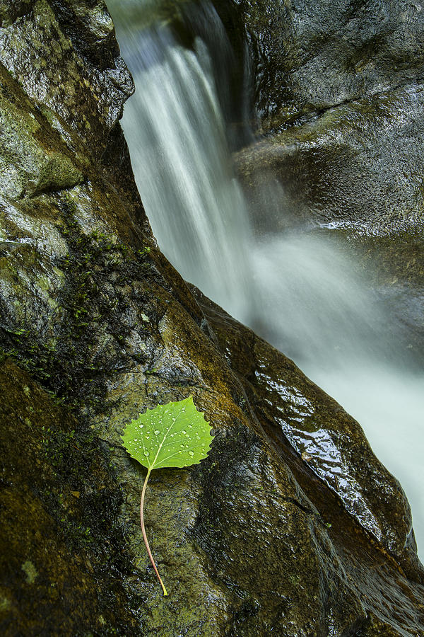 Nature Photograph - Vermont Aspen leaf waterfall Camels Hump Duxbury by Andy Gimino