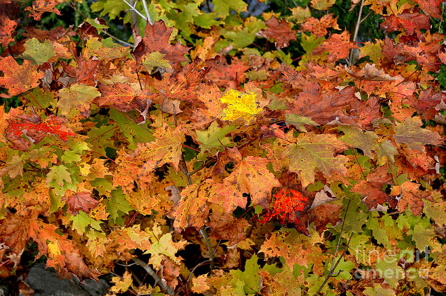Vermont Autumn Colors Photograph by Diane E Berry