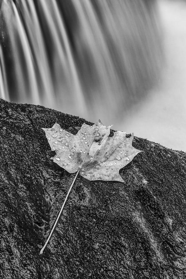 Black And White Photograph - Vermont Autumn maple Leaf black and white by Andy Gimino