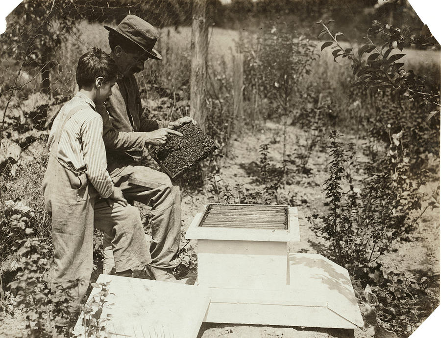 Vermont Beekeepers, 1914 Photograph by Granger