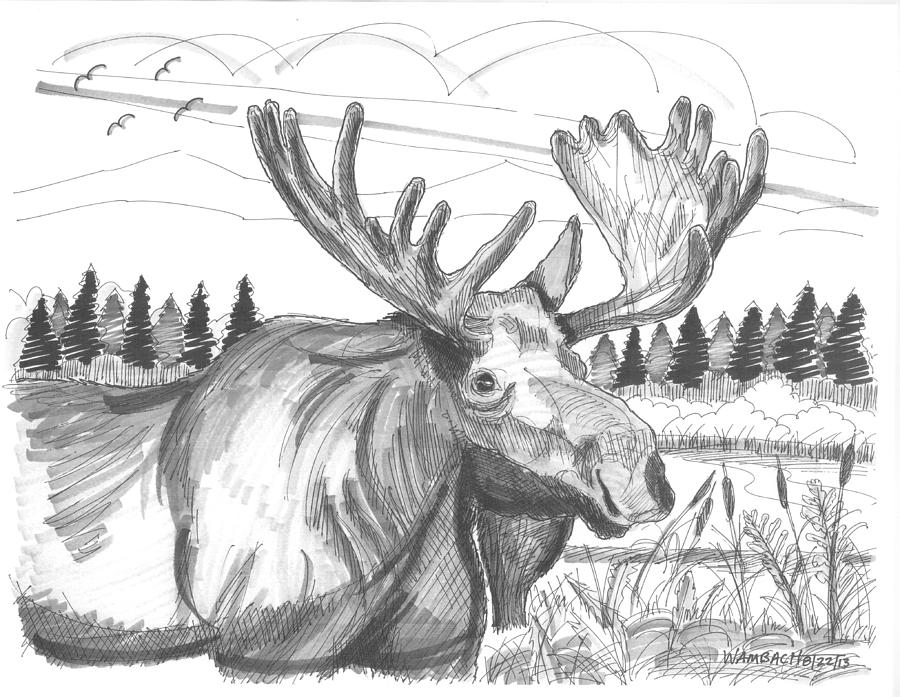 Vermont Bull Moose Drawing by Richard Wambach