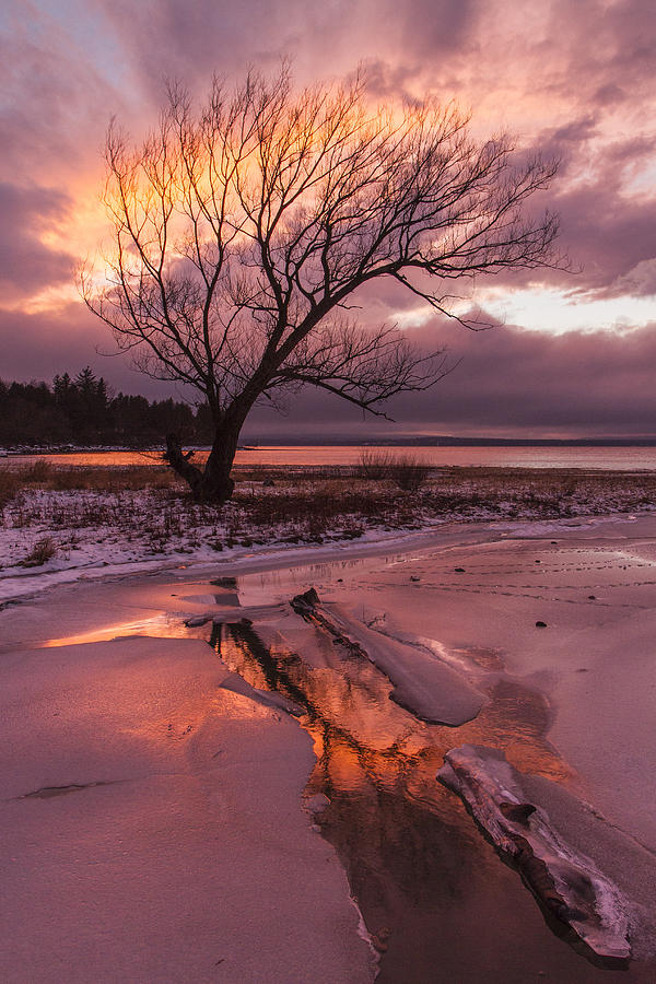 Winter- Charlotte Vt- Sunset-tree-silhouette Photograph
