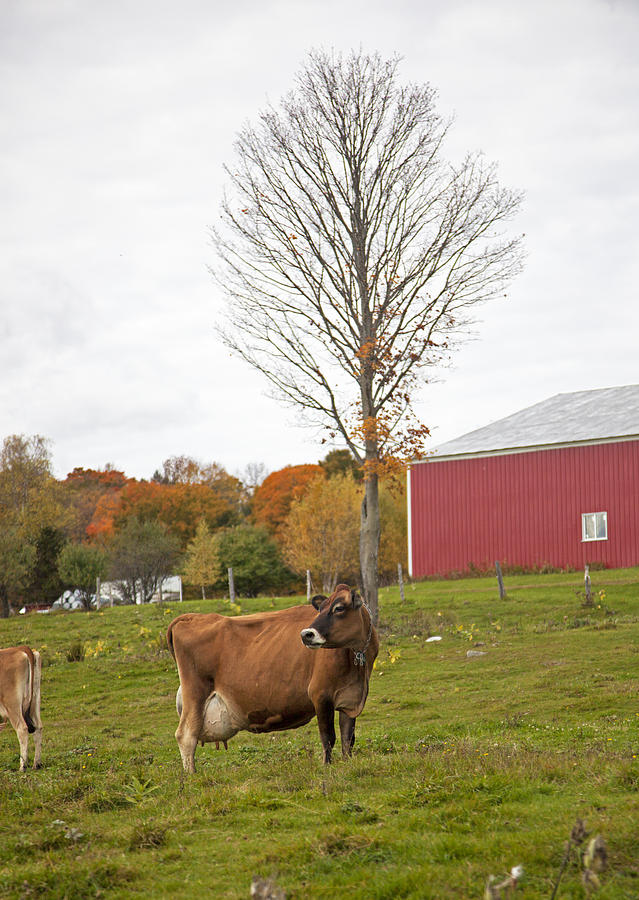Vermont Cow Photograph by Charles Harden