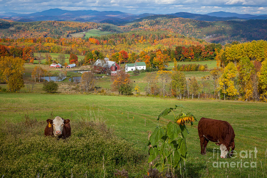 Vermont Cowscape Photograph by Susan Cole Kelly