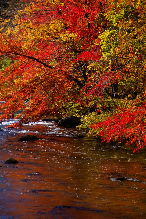 Vermont Fall Color 1 Photograph by Robert Lozen