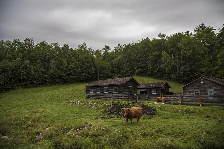 Vermont Farm with Cattle  Photograph by John McGraw