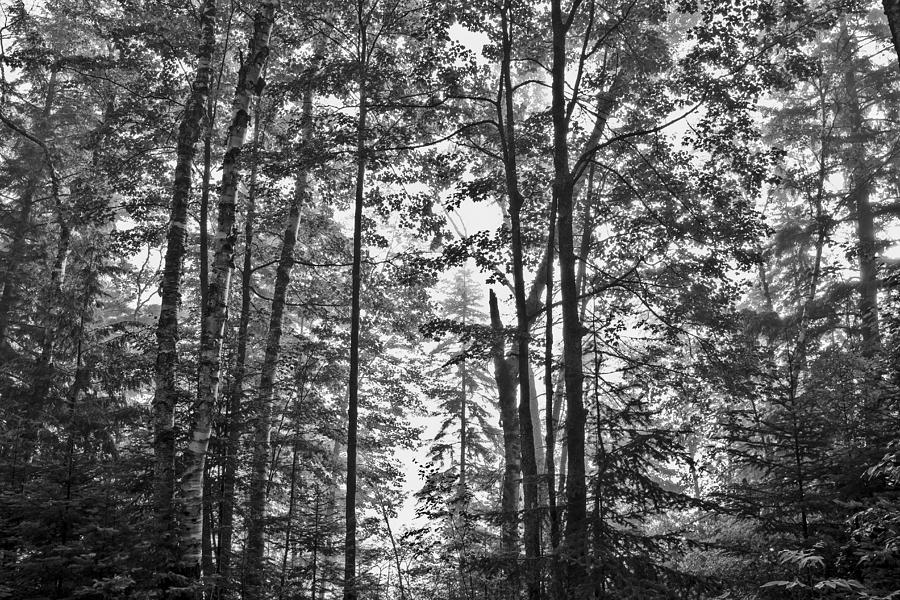 Black And White Photograph - Vermont forest sunrise Ricker Pond black and white by Andy Gimino