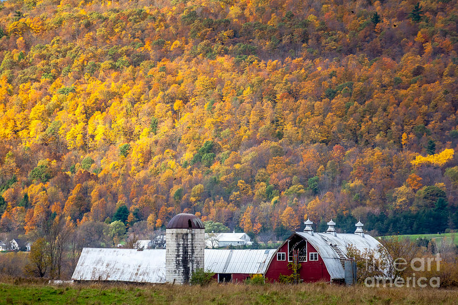 Vermont Golden Wall  Photograph by Susan Cole Kelly