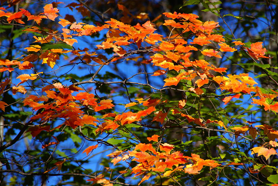 Vermont Maple Leaves 2 Photograph by Robert Lozen