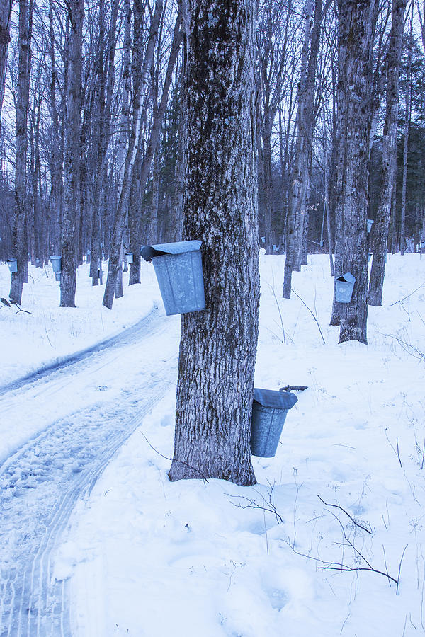 Vermont Maple Syrup Buckets Photograph by Tom Singleton