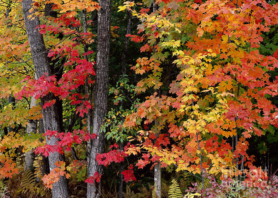 Vermont October Woods Photograph by Alan L Graham