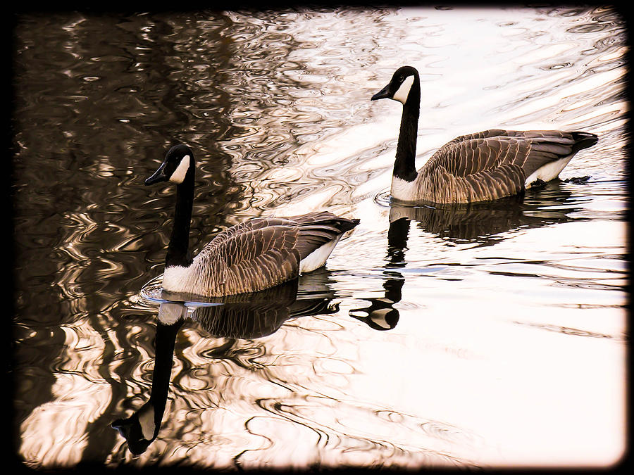 Goose Photograph - Vermont Pond Visitors by Sherman Perry