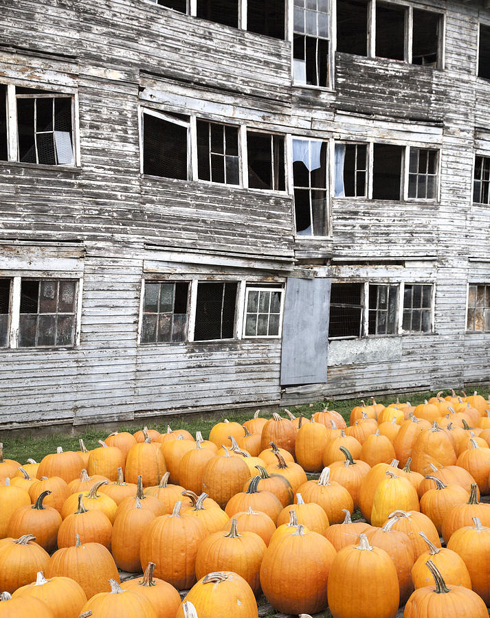 Vermont Pumpkins Photograph by Charles Harden