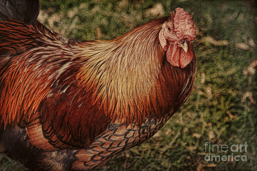 Rooster Photograph - Vermont Rooster by Deborah Benoit