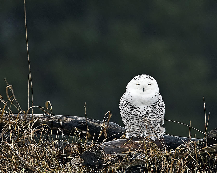 Vermont Snowy Owl Photograph by John Vose