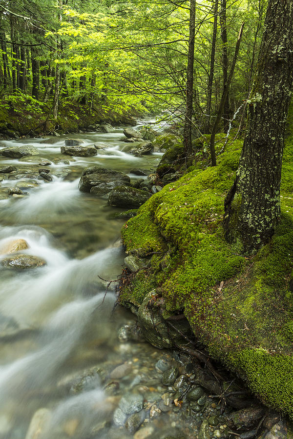 Vermont Summer Waterfall Forest Green Photograph