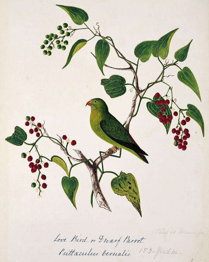 Vernal Hanging Parrot Photograph by Natural History Museum, London/science Photo Library