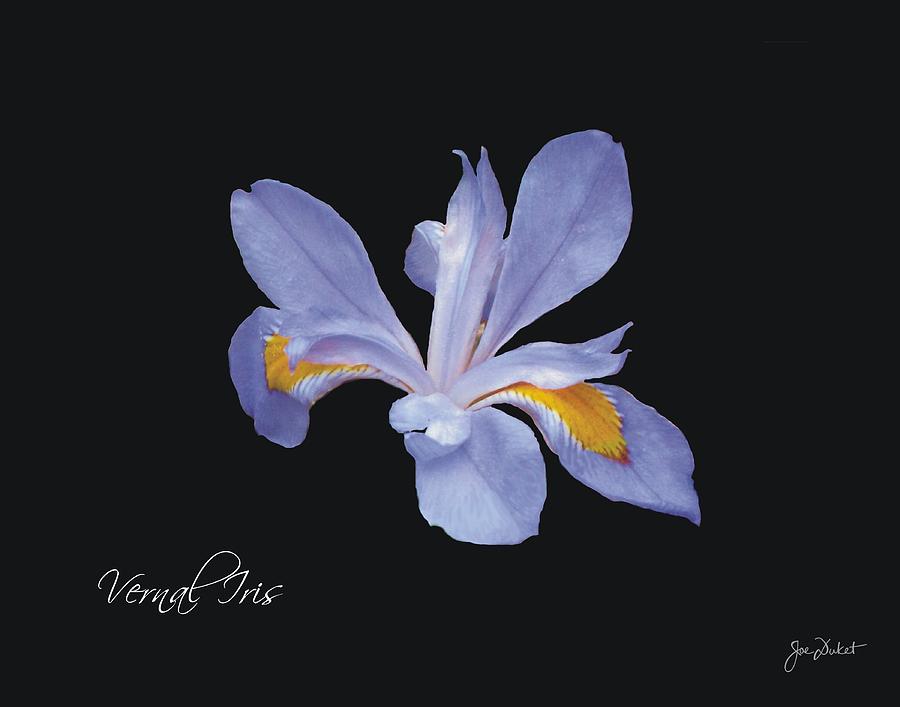 Vernal Iris Photograph by Joe Duket
