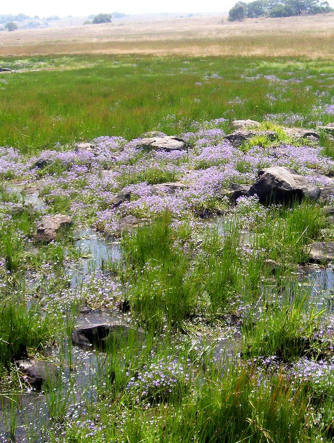 Vernal Pool I Photograph by Suzi Logan - Fine Art America