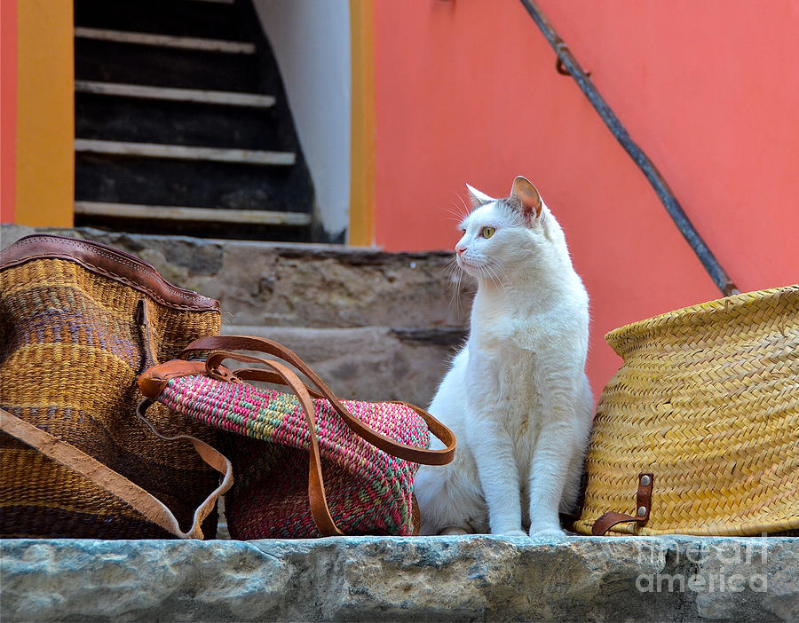 Vernazza Shop Cat Photograph by Amy Fearn