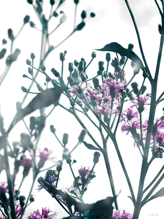 Vernonia  Photograph by Shawna Rowe