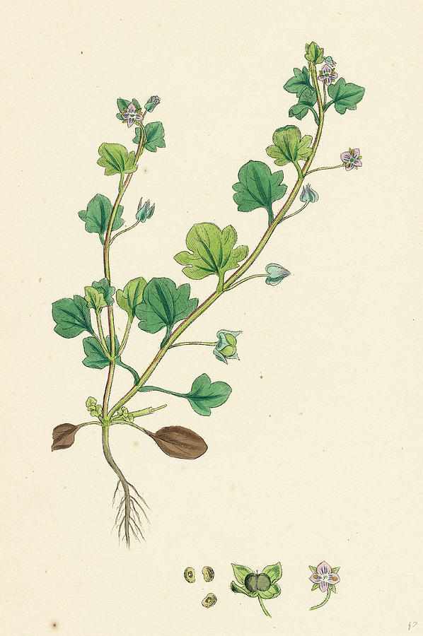 Veronica Hederifolia Ivy-leaved Speedwell Drawing by English School ...