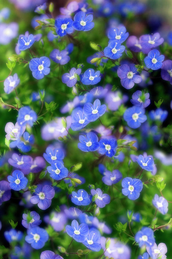 Veronica Peduncularis georgia Blue Photograph by Science Photo Library Veronica Peduncularis georgia Blue Photograph by Science Photo Library