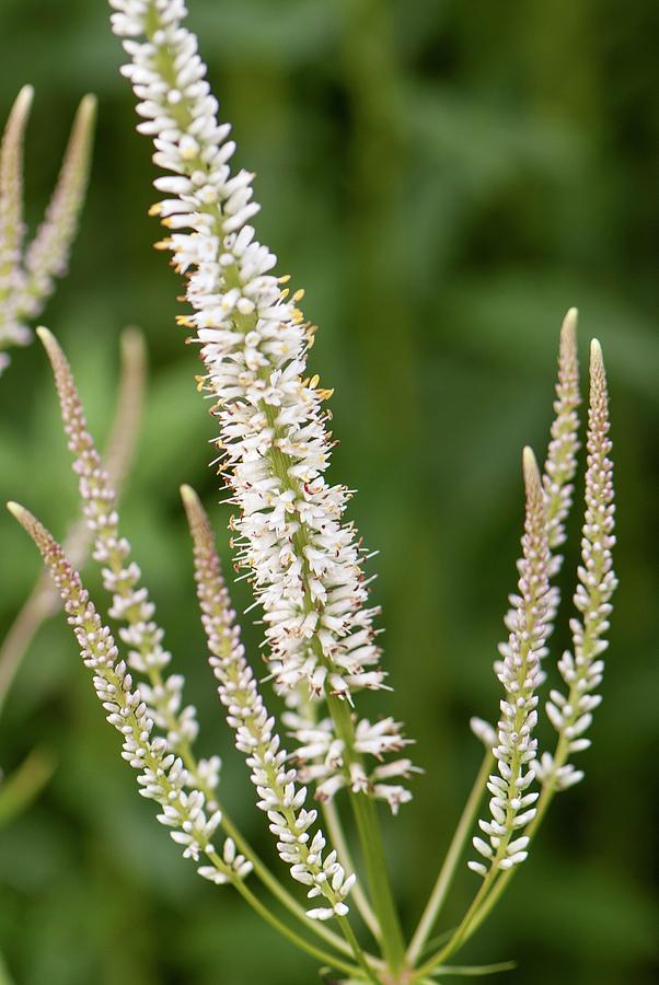 Veronicastrum Virginicum 'diane' Photograph by Adrian Thomas/science ...