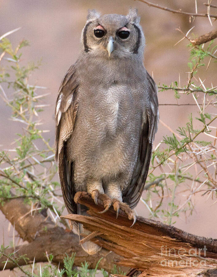 Verreaux Eagle-owl Photograph by Chris Scroggins