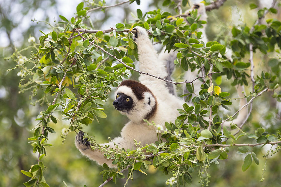 Verreauxs Sifaka Foraging Madagascar Photograph by Konrad Wothe