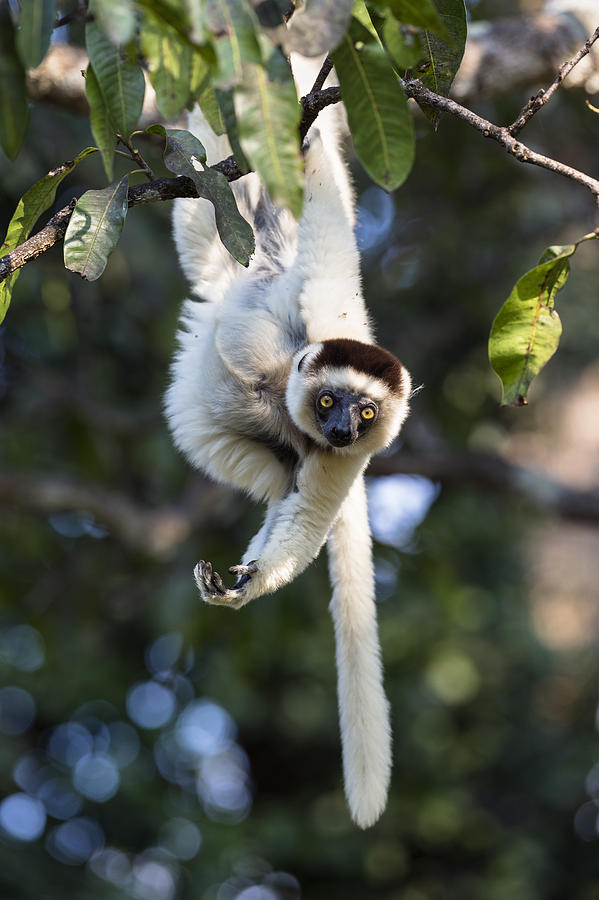 Verreauxs Sifaka Hanging Madagascar Photograph by Konrad Wothe
