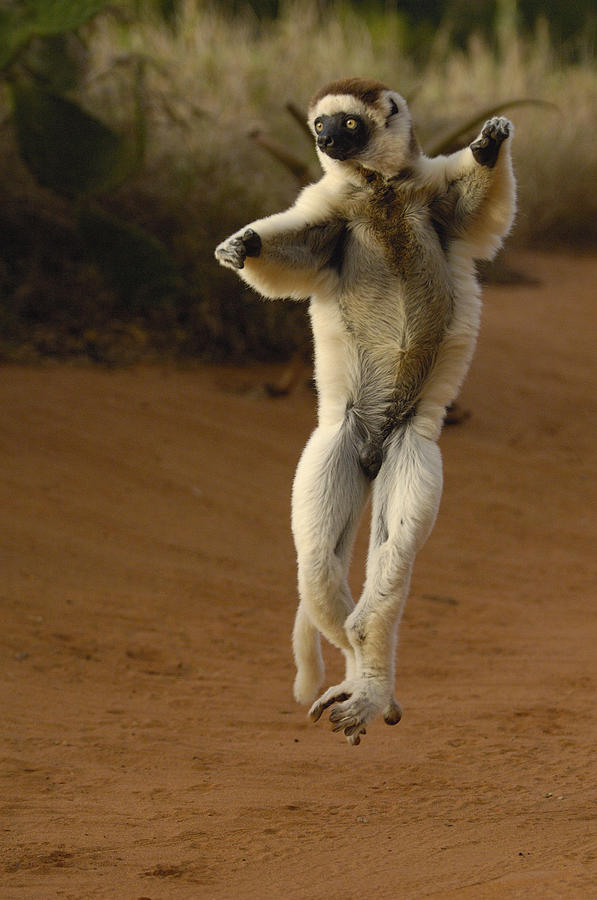 Verreauxs Sifaka Hopping  Berenty Photograph by Pete Oxford
