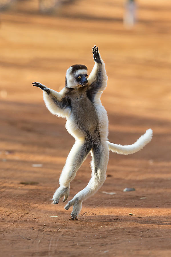 Verreauxs Sifaka Hopping Madagascar Photograph by Konrad Wothe