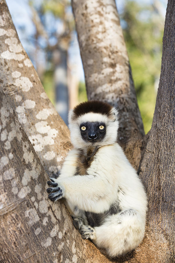 Verreauxs Sifaka Juvenile Madagascar Photograph by Konrad Wothe