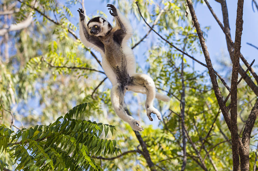 Verreauxs Sifaka Leaping Madagascar Photograph by Konrad Wothe