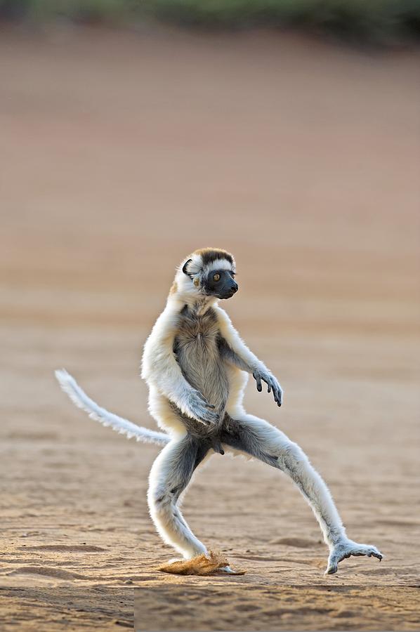 Verreauxs sifaka male Photograph by Science Photo Library