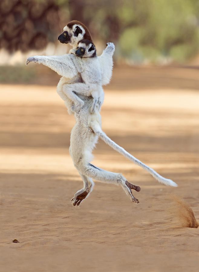 Verreauxs sifaka mother and baby Photograph by Science Photo Library
