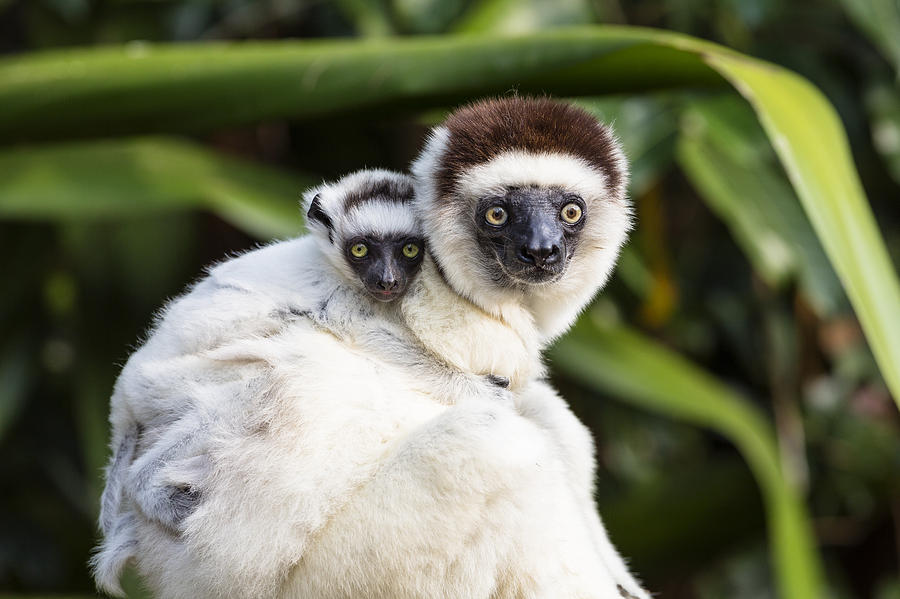 Verreauxs Sifaka With Baby Madagascar Photograph by Konrad Wothe