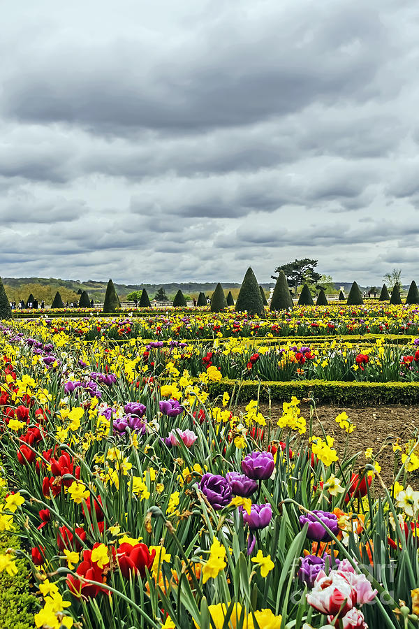 Versailles Spring Photograph by Elvis Vaughn
