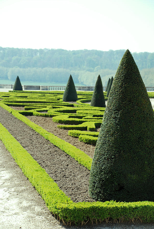 Versailles Topiary Garden Photograph by Jennifer Ancker