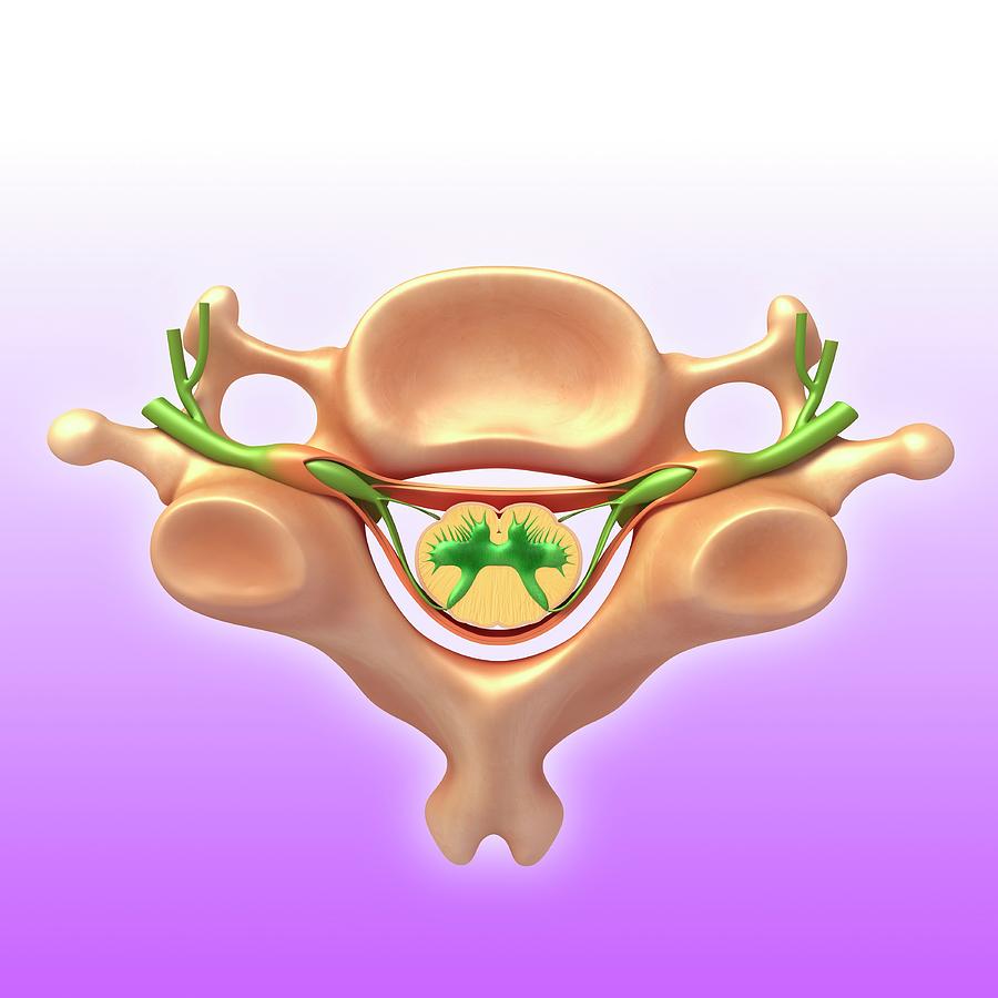 Vertebra Structure Photograph by Pixologicstudio/science Photo Library ...