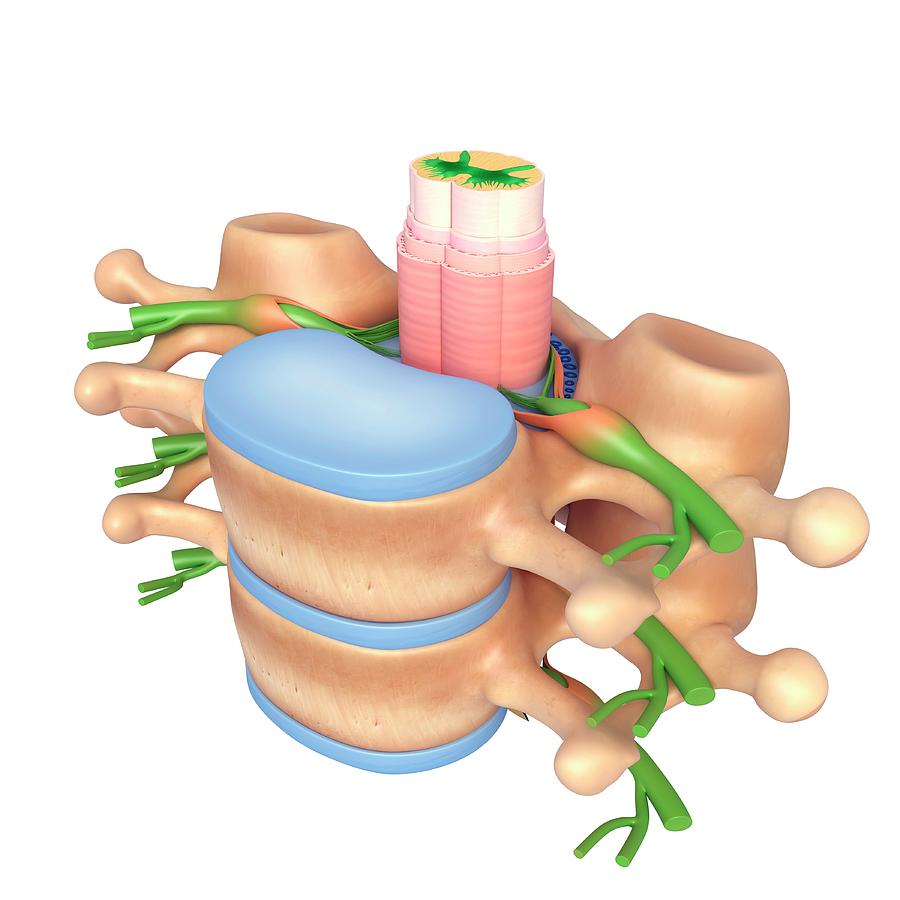 Vertebrae And Spinal Cord And Nerves Photograph by Pixologicstudio ...